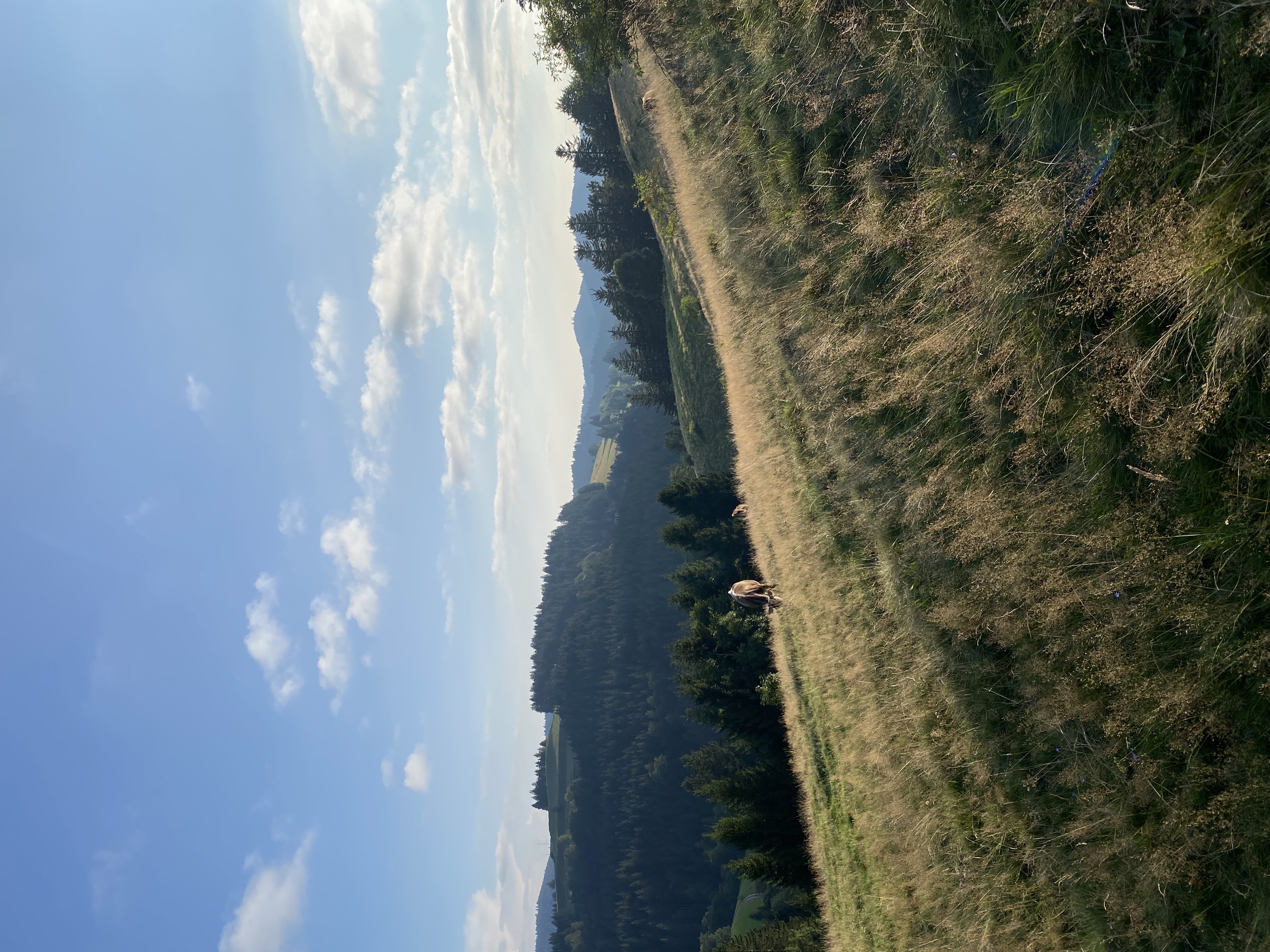 Bild Landschaft mit Kuh